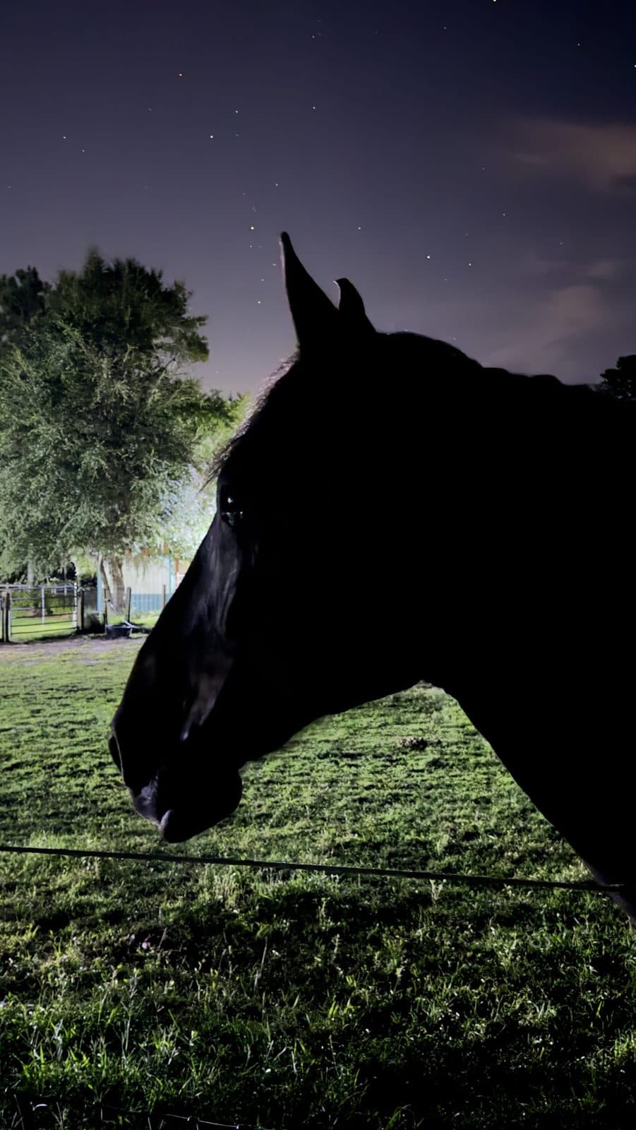 A Valor Farms horse under the night sky